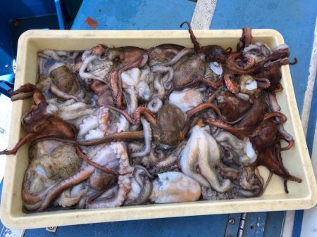 ヤザワ渡船 釣果