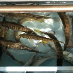 第二八坂丸 釣果