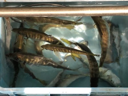 第二八坂丸 釣果