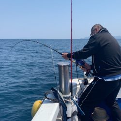 釣鯛洋 釣果