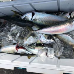 龍神丸(鹿児島) 釣果