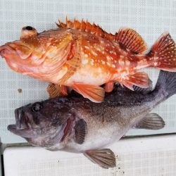 アマテラス 釣果