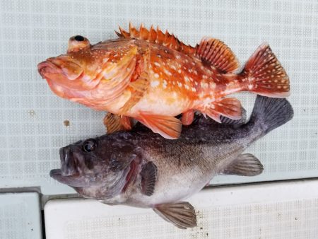 アマテラス 釣果