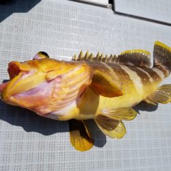 アマテラス 釣果