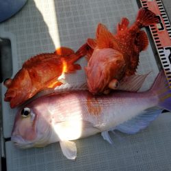 アマテラス 釣果