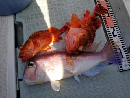 アマテラス 釣果