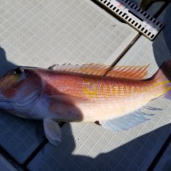 アマテラス 釣果