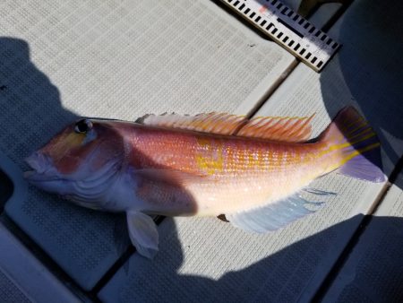 アマテラス 釣果