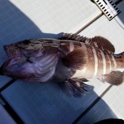 アマテラス 釣果