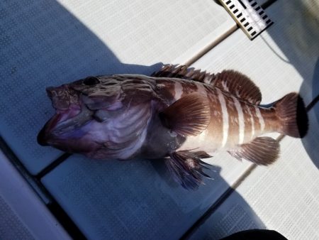 アマテラス 釣果