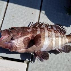 アマテラス 釣果