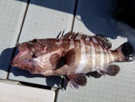 アマテラス 釣果