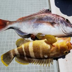 アマテラス 釣果