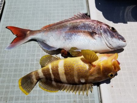 アマテラス 釣果