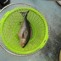 清和丸 釣果