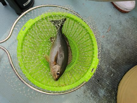 清和丸 釣果