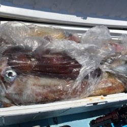 渡船屋たにぐち 釣果