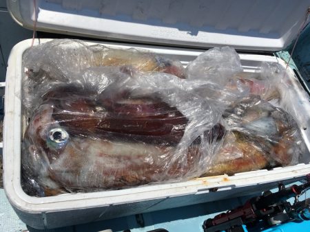 渡船屋たにぐち 釣果