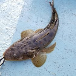 アマテラス 釣果