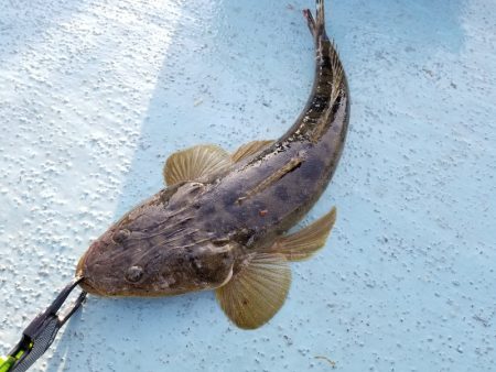 アマテラス 釣果