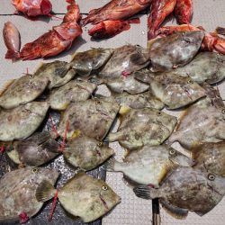 ブルースフィッシングサービス 釣果