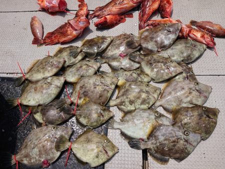 ブルースフィッシングサービス 釣果