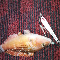 光生丸 釣果