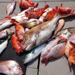 ブルースフィッシングサービス 釣果