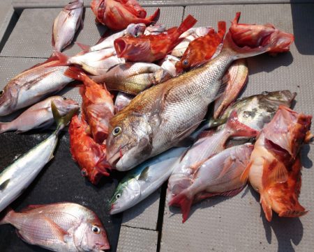 ブルースフィッシングサービス 釣果