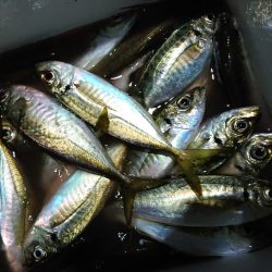 シースナイパー海龍 釣果