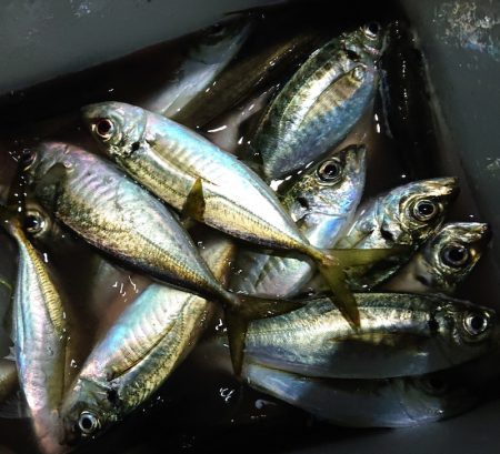 シースナイパー海龍 釣果