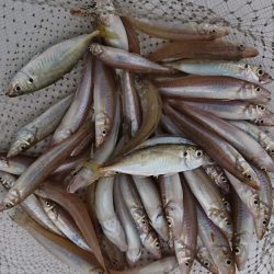 遊漁船 家入 釣果