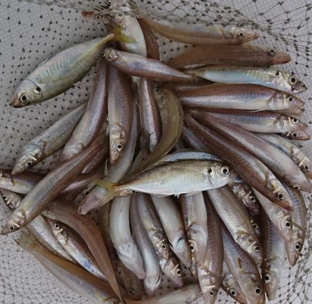 遊漁船 家入 釣果