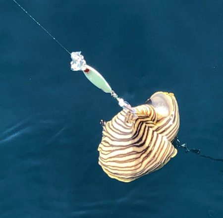 「LaGooN」蒼陽丸 日和号　 釣果