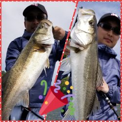 アマテラス 釣果