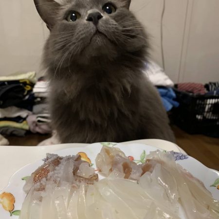 LUSTER『ラスター』 釣果