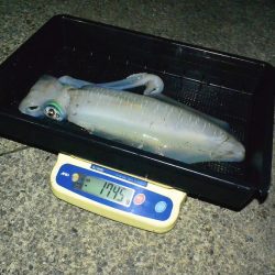 South Current 釣果