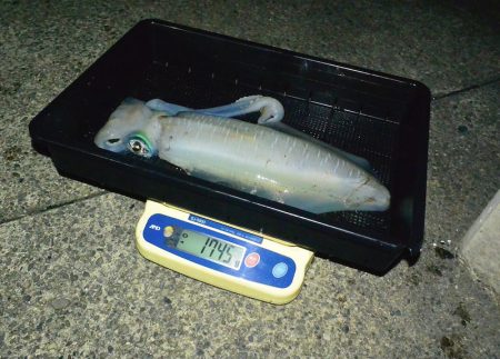 South Current 釣果