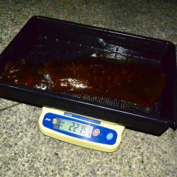 South Current 釣果