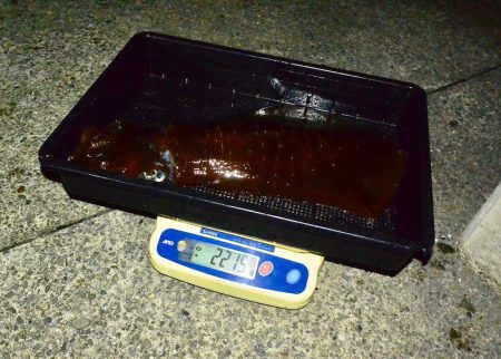 South Current 釣果