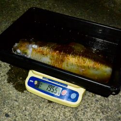 South Current 釣果