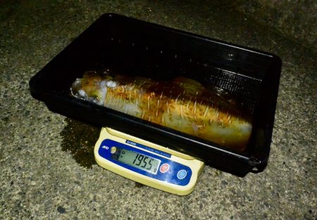 South Current 釣果