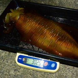 South Current 釣果