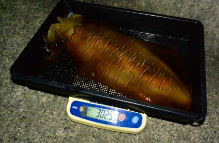 South Current 釣果