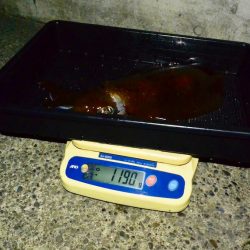 South Current 釣果