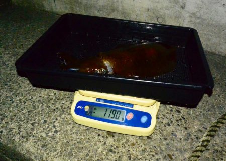 South Current 釣果