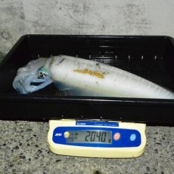 South Current 釣果