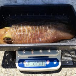 South Current 釣果