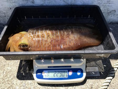 South Current 釣果