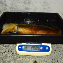 South Current 釣果